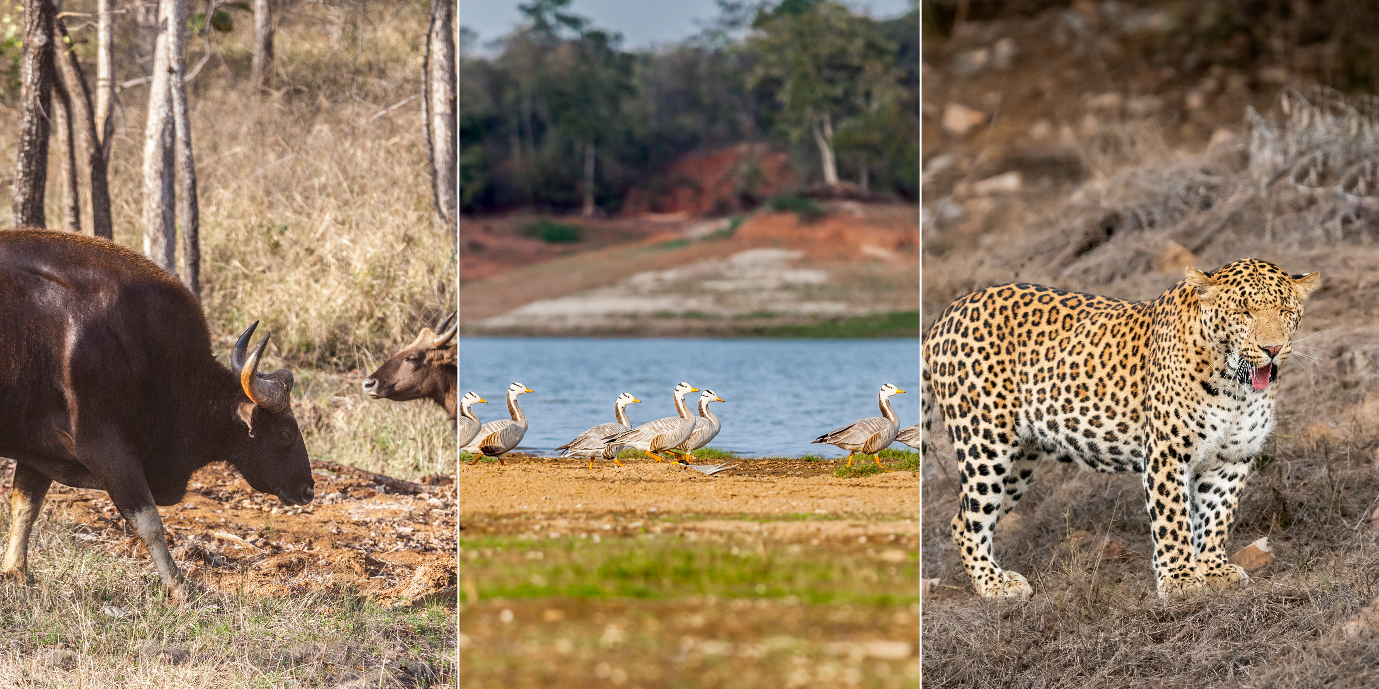 Satpura National Park Safari